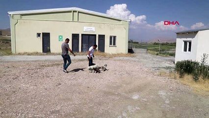 VAN Sokak hayvanlarının gönüllü koruyucusu oldu