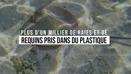 Plus d'un millier de raies et de requins pris dans du plastique