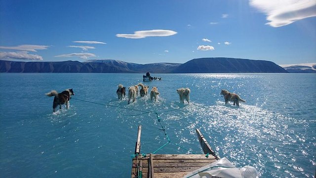 Klimawandel: Schlittenhunde im Schmelzwasser in der Arktis