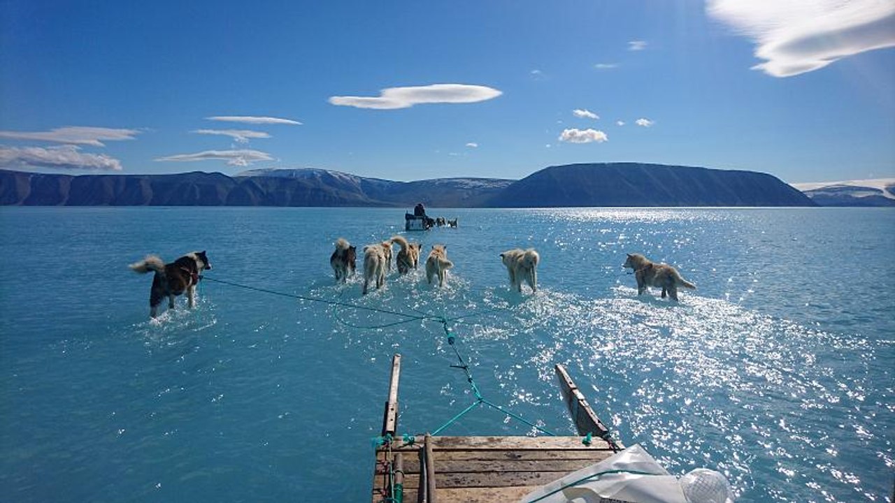 Klimawandel: Schlittenhunde im Schmelzwasser in der Arktis