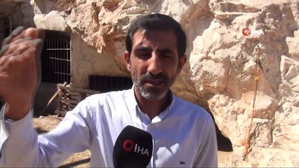 Mağarada besihane...Aşırı sıcaklarda Şanlıurfa'da mağaralar ahır olarak kullanılıyor