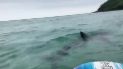 제주 해안가에 상어 출현 ...피서철 앞두고 비상 / YTN