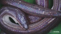 Primitive Technology 4K Catching and Grilling Snake ăn rắn nướng ở đồng sen - Que Primitive
