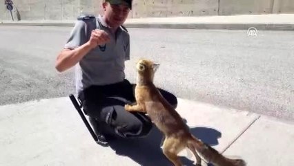 Kulübelerine gelen tilkiyi elleriyle besliyorlar