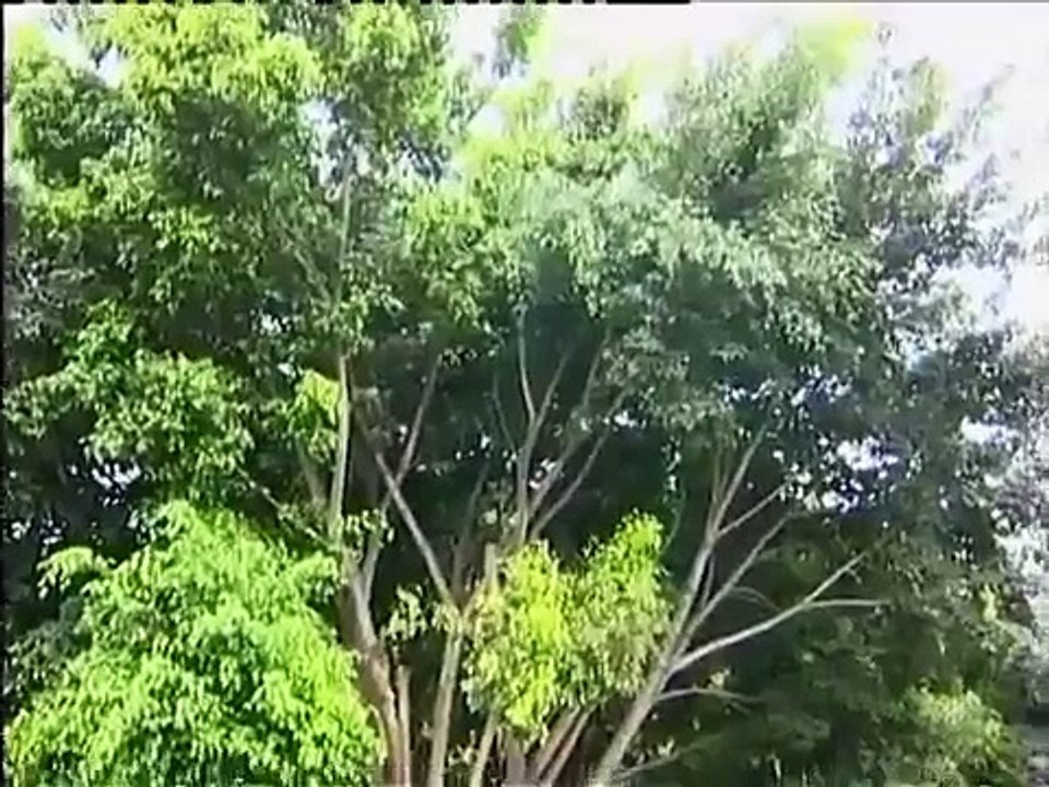 Matou Samuel - Ozali Nzambe
