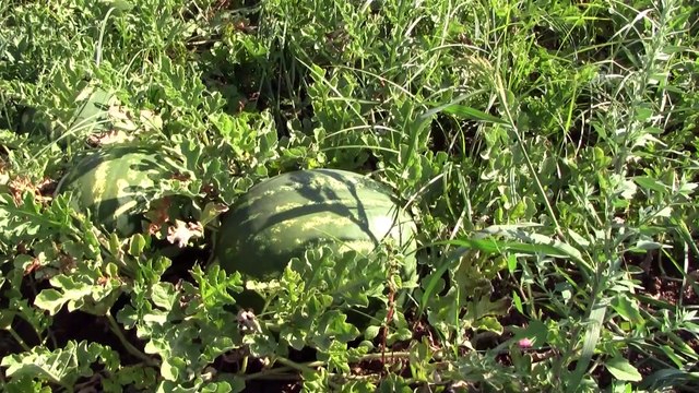Karacabey bostanlarında hasat zamanı