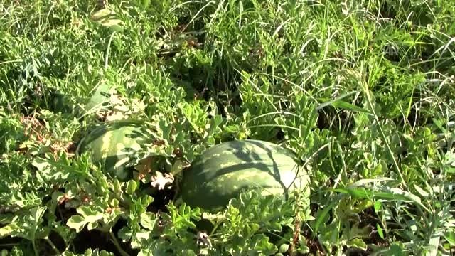 Karacabey bostanlarında hasat zamanı