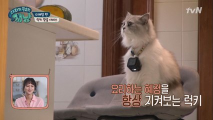 냥이 밀당에 혜정 심쿵! "이 맛에 집사 합니다."