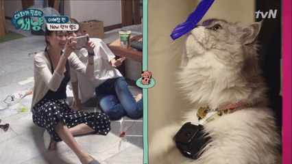 이혜정 애정 듬뿍 담긴 100% 수제 캣타워 )