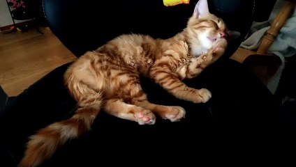 58 seconds of kitten grooming