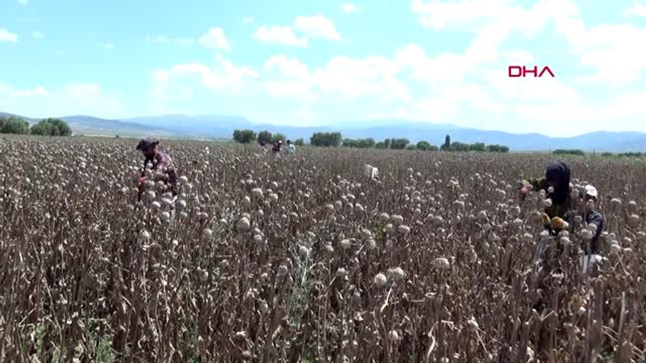 AFYONKARAHİSAR Haşhaş üreticisinin yüzü güldü