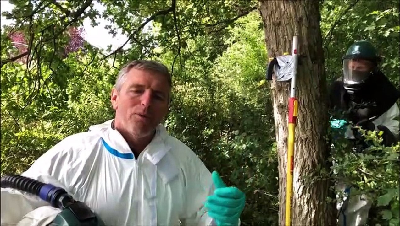 Woustviller : les exterminateurs brûlent les nids de chenilles processionnaires