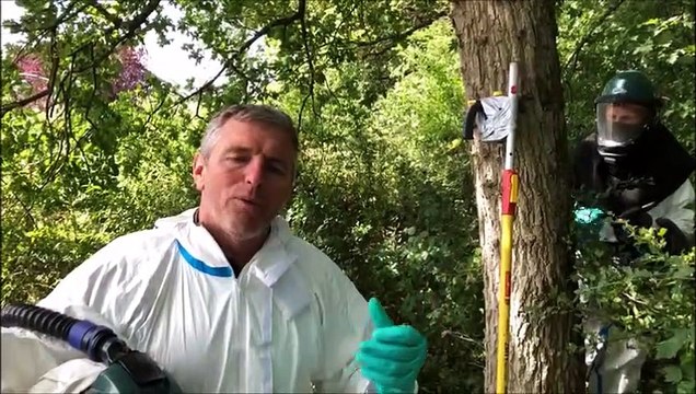 Woustviller : les exterminateurs brûlent les nids de chenilles processionnaires