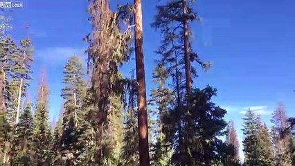 Ce bucheron coupe l'arbre.. et sa tronçonneuse !