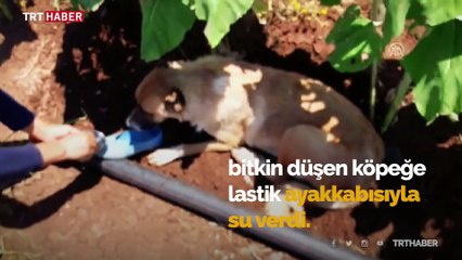 Sıcaktan bitkin düşen köpeğe ayakkabısıyla su verdi