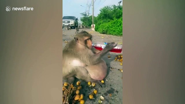 Obese monkey dubbed 'Uncle Fatty' feared dead after disappearing from Thai fat camp
