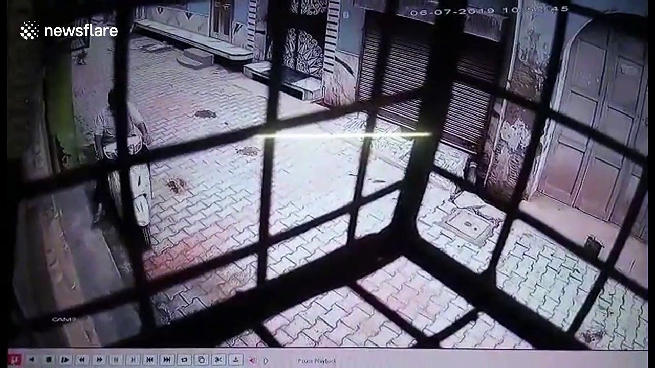 Moment monkey gang attacks man in northern India, forcing him to the ground