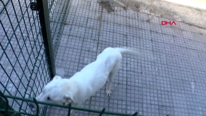 Bakan Selçuk'un sahiplendiği köpek, bakanlık bahçesinde