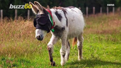 Donkey Blinded By Freak Accident is Given Special Sunglasses to Heal