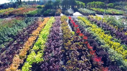 Pepinière Brethes à Benquet dans les Landes
