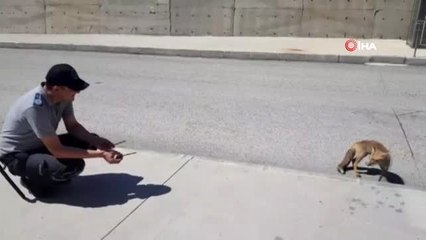 Yavru tilkiyi elleriyle besliyorlar