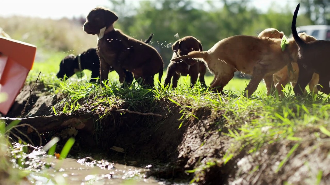 Cute Puppy Race in 4K (ULTRA HD)[1]