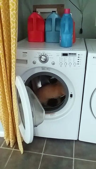 Un chat fait de la roue dans une machine à laver
