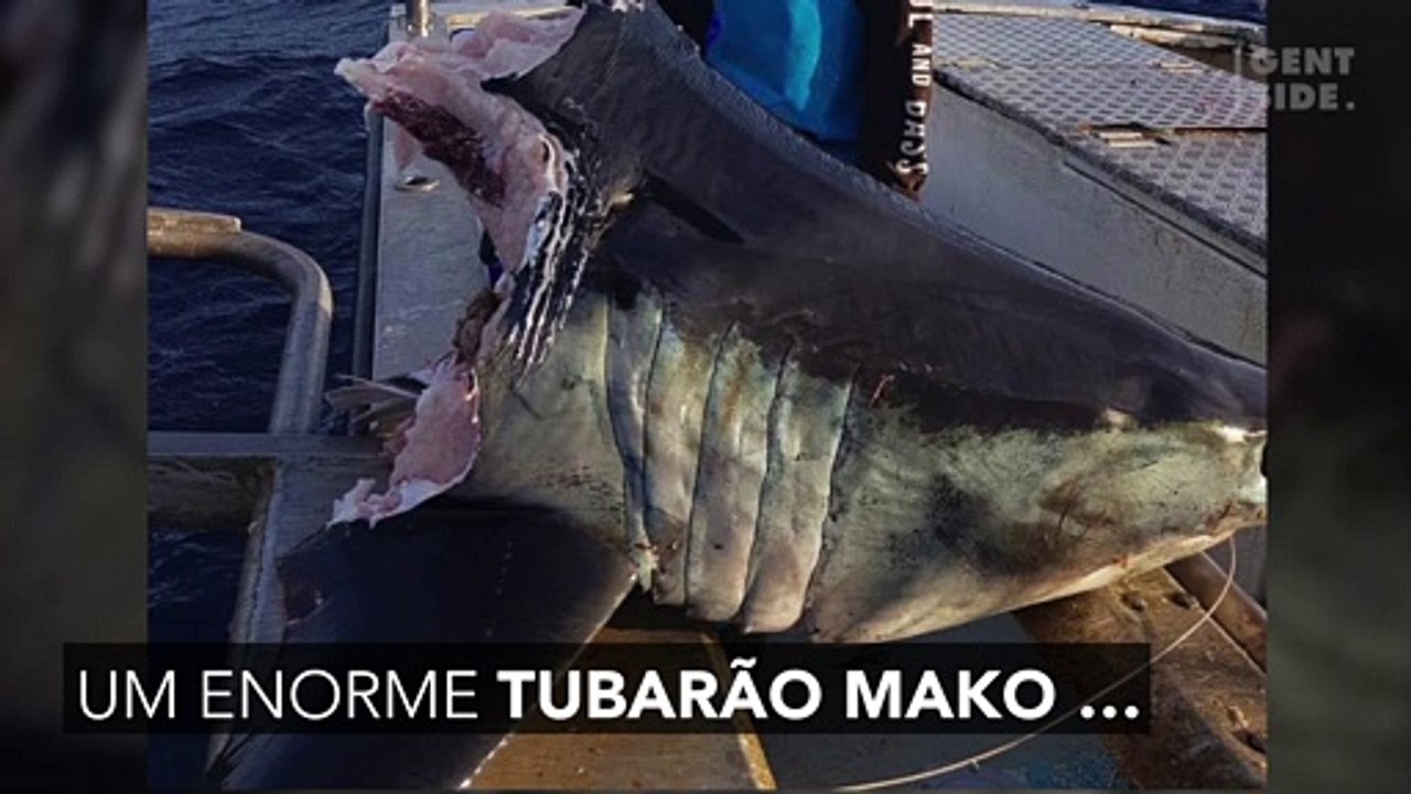 O mistério do enorme tubarão encontrado sem cabeça