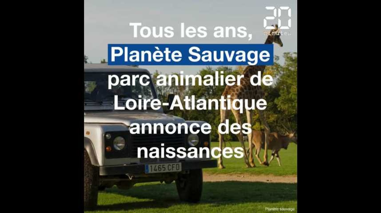 Loire-Atlantique: Voici les dernières naissances à Planète Sauvage