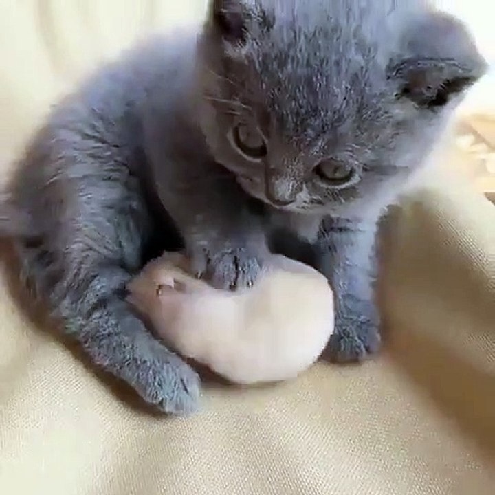 难得的友谊