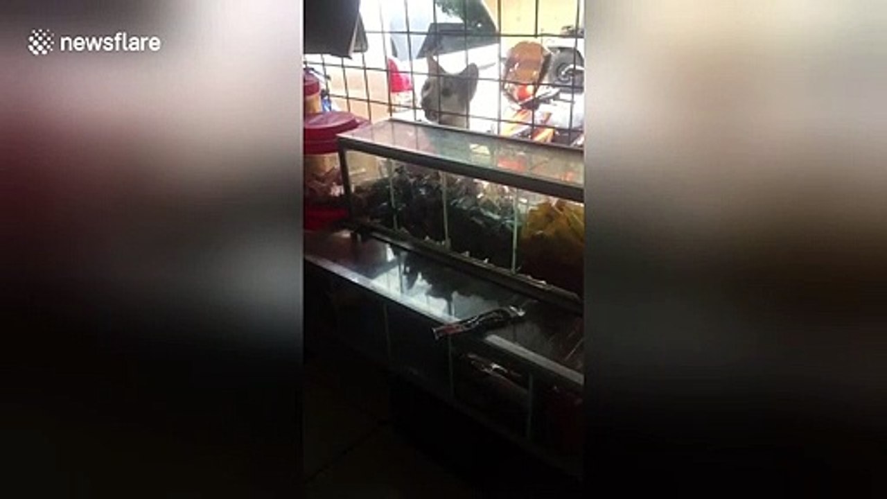 Hilarious moment sneaky stray cat shoplifts candy from Philippines store