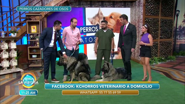 Conoce a los perros cazadores de osos. | Venga La Alegría