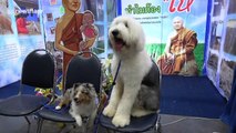 Photogenic pooches line up for Thailand International Dog Show