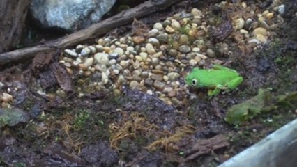 Conservación en cautiverio e investigación, tareas de La Balsa de los Sapos (C)