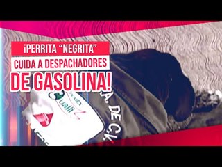 "Negrita", la perrita que cuida a los despachadores de una gasolinera de Ixtapaluca