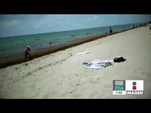 Invasión de sargazo llega a las playas de Florida | Noticias con Francisco Zea
