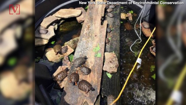 New York Police Seize Hundreds of Reptiles from Man’s Home in ‘Largest Seizure of Illegal Reptiles in State History’