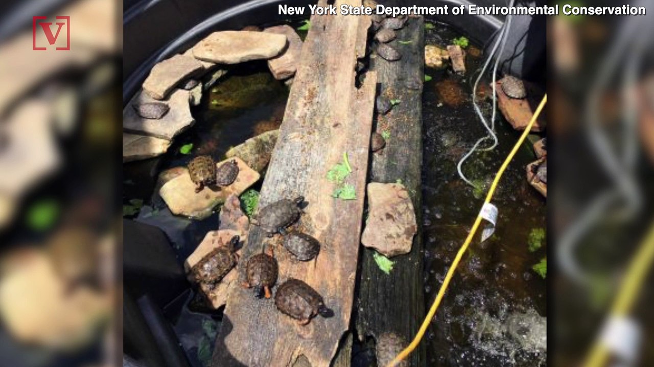 New York Police Seize Hundreds of Reptiles from...