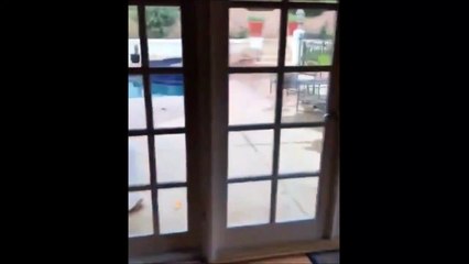 Ce chien a tout de même la belle vie...