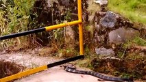 Les images impressionnantes d'un combat entre un cobra et un jeune python