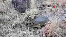 Diyarbakır'da nesli tükenmekte olan Fırat kaplumbağası bulundu