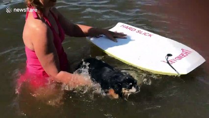 Adorable pup is terrified after falling into the water