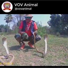 Together we left two cobras in the woods snake indian Cobra