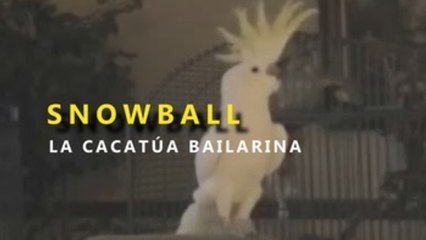 "Snowball", la cacatúa bailarina