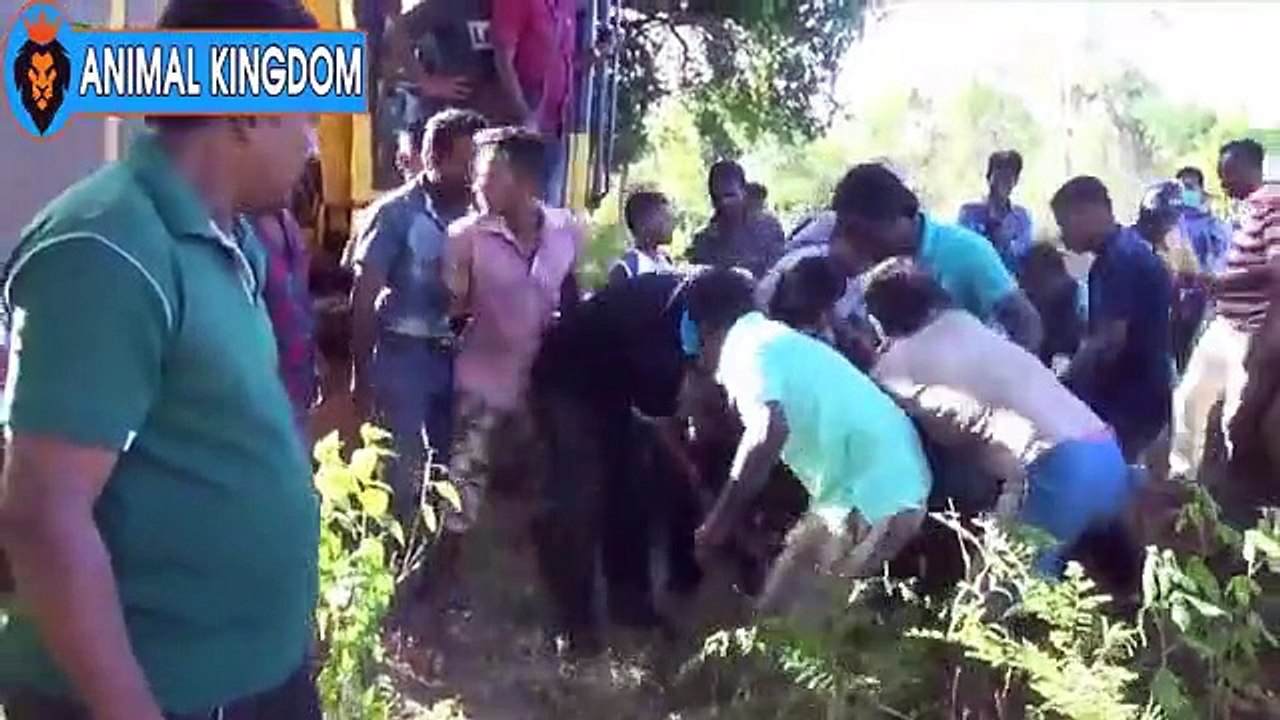 Rescue Poor Elephants