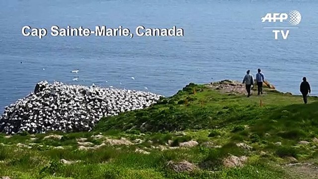 Une colonie de milliers de fous de Bassan à Terre-Neuve-et-Labrador