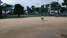 動物園跡地の横の公園