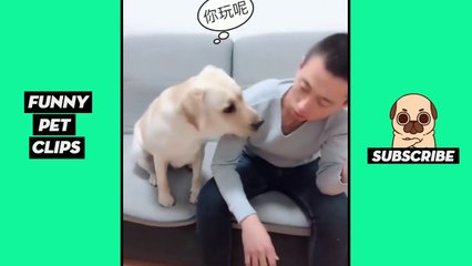 Tik Tok Pets  Funny Cute Animals #46