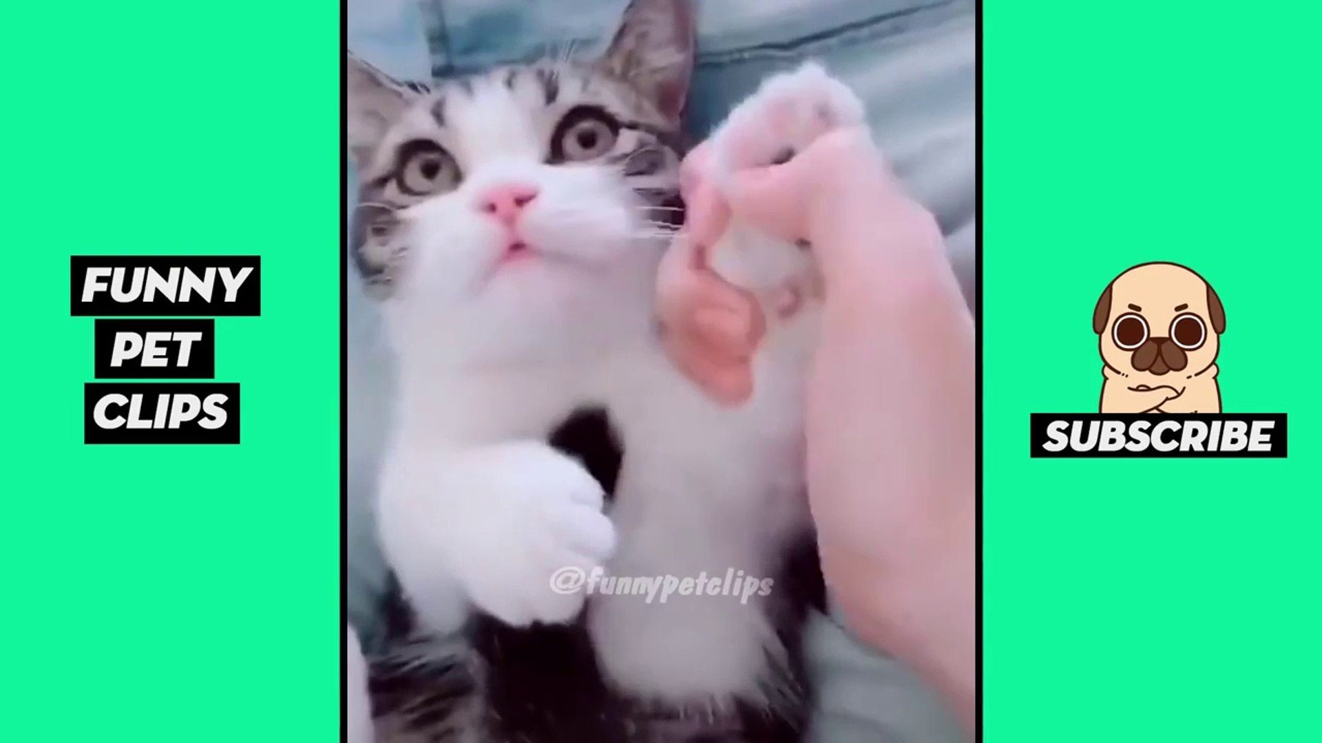 Tik Tok Pets  Funny Cute Animals #48