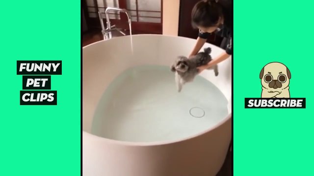 Tik Tok Pets Funny Cute Animals #50